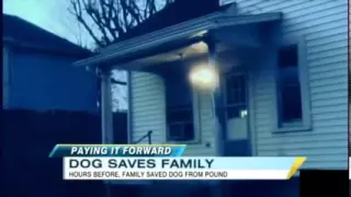 Dog Saves the Lives of Family That Adopted Him