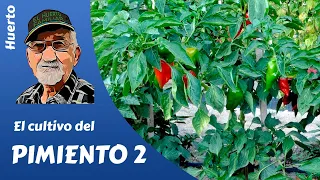 𝗣𝗜𝗠𝗜𝗘𝗡𝗧𝗢: como cultivar pimientos. El cultivo completo 2ª parte