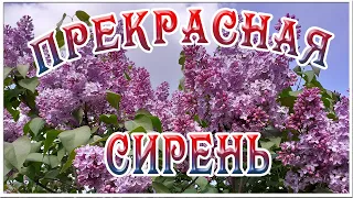 Футаж Цветущая сирень. Видео Цветение сирени. Футажи и заставки для видеомонтажа. Видеофутажи HD