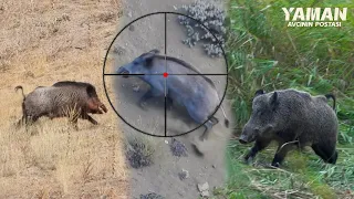 20 Hunts in 10 Minutes - BEST OF HUNTING Compilation #hunting #wildboar