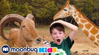 Fun Family Kids Trip to the Zoo | T-Rex Ranch Adventures | Kids Songs | Moonbug Kids