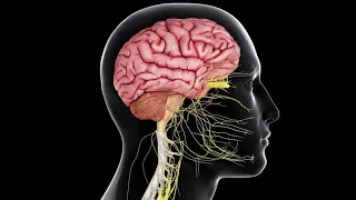 Physiology | CNS |  lecture 7 | Thalamus,hypothalamus,Limbic system,Sleep & EEG| 10.5.2018|