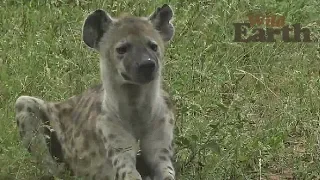 WildEarth - Sunrise Safari - January 11, 2020