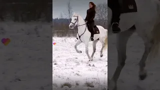 /лошадь /конный спорт/💞🐴