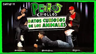 PERROS CRIOLLOS - DATOS CURIOSOS DE LOS ANIMALES, CAP. 11