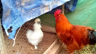 GALLINA SEDOSA JAPONES ATACA AL GALLO