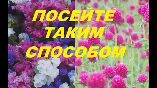 ЕЩЁ ОДИН СПОСОБ!!! Сеем разноцветную статицу и гомфрену Хааге.