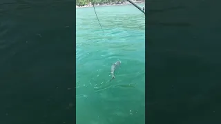 Squid Chinook fishing