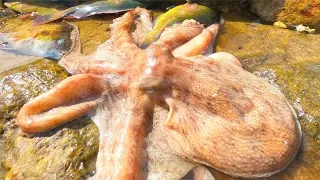 Xiaozhang Picked Up A Nest Of Superstar Octopuses（Catch the sea）