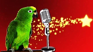 Попугаи поют песни!/ Parrots sing!