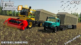 Triticale silage harvest w/ MrsTheCamPeR |Animals on Geiselsberg | Farming Simulator 19 | Episode 16