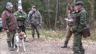 Русская пегая гончая  Веста вл. Кононенко В .М.