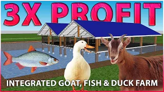 Integrated GOAT, FISH and DUCK Farming - This is the Future! Integrated Farming System