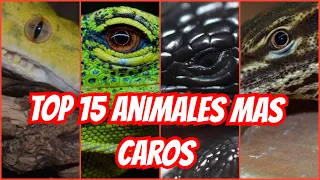TOP 15 DE LOS ANIMALES QUE MÁS DINERO VALEN EN CHARLYROCK 🐢🐍🦎🐊