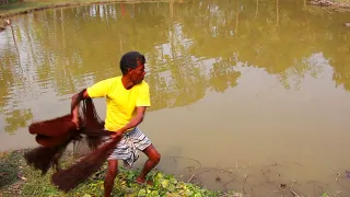 Cast net fishing - Asian Traditional cast net fishing in village with beautiful natural (Part-67)
