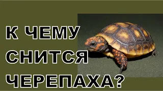 К чему снится ЧЕРЕПАХА? Толкование снов.