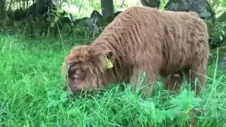 Scottish Highland Cattle In Finland: Fluffy Calf Eating Grass