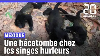 Mexique : De nombreux singes hurleurs meurent pendant la vague de chaleur