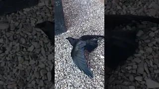 Crows Can Do This?