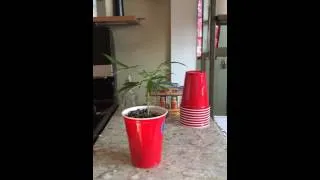 GROW HACK solo cup