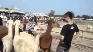 Llama Spits In Kid's Face