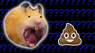 Why Hamsters Eat Their Own Poop?