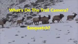 What's on the Trail Camera ? Sasquatch?