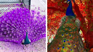 Peacock In The Wind, Beautiful, Colourful, Natural Peacocks Video #75 , Beauty of peacocks #nature