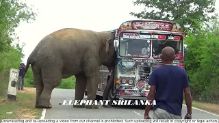 How the bus was attacked by a wild elephant and saved with great effort.@wildelaphantdemand