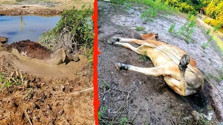 DIA TRISTE NA FAZENDA, NADA DEU CERTO, INFELIZMENTE CHEGUEI TARDE DEMAIS PARA AJUDAR ELAS