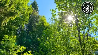 Noise of foliage and the sounds of the wind in the summer forest. Birdsong for relaxation and sleep.