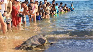 Preparing Hawaiian Green Sea Turtles for Ocean Release - Dolphin Quest Oahu