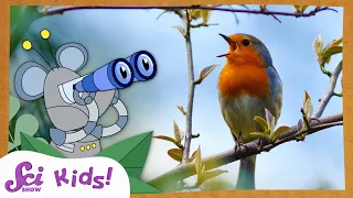 Let's Go Bird Watching! | SciShow Kids Compilation