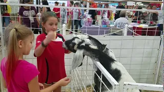 Instant Karma : Goat Spits On Teasing Girl