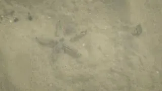 sea star vs hermit crab