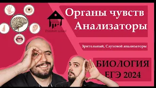 Органы чувств - Строение ГЛАЗА и УХА для ЕГЭ 2024 |ЕГЭ БИОЛОГИЯ|Freedom|