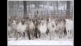 Eero Magga   Poromiehen suudelma