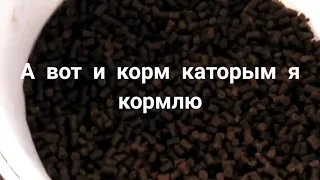 Корм для бедных и богатых узв, ставки, озера.Food for the poor and rich sk