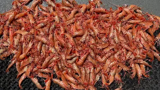 BEST Bait Recipe to Catch JUMBO  Spot Shrimp
