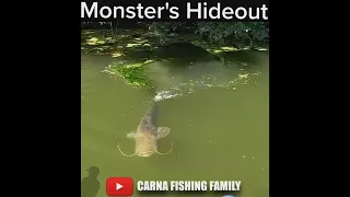 😱 Monster Fish's Hideout 🎣 #fishing #bigfish #silure #catfish #shorts