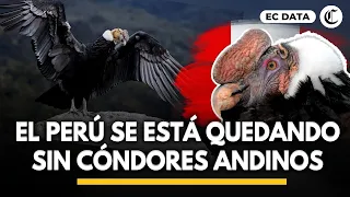 CÓNDOR ANDINO EN PELIGRO DE EXTINCIÓN: la alarmante reducción de cóndores en el Perú