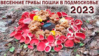 ❗СРОЧНО! ВЕСЕННИЕ ГРИБЫ ПОШЛИ В ПОДМОСКОВЬЕ🍄СТРОЧКИ и САРКОСЦИФА💥Колодец👉ОПАСНОСТЬ для ГРИБНИКА