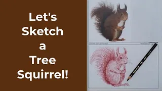 Discover and Sketch Squirrels Workshop