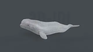 Beluga Whale 3D Low poly Game Ready
