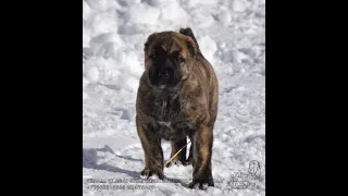 ЩЕНКИ АЛАБАЯ В ПИТОМНИКЕ "ТААЖЫДАР" (БАШКИРИЯ) #alabay #video #puppy