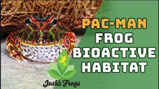 A Bioactive Build for Your Pac-Man Frog