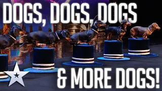Unforgettable Audition: DANCING SAUSAGE DOGS! | BGT 2020