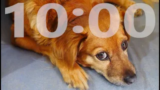 ⭐⭐⭐ 10 Minute Puppy Dog Countdown Study Timer ⭐⭐⭐