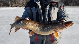 ОГРОМНАЯ ЩУКА НЕ ЛЕЗЕТ В ЛУНКУ!!! / Рыбалка на ЖЕРЛИЦЫ