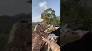 Sugar Glider in Wild Nature